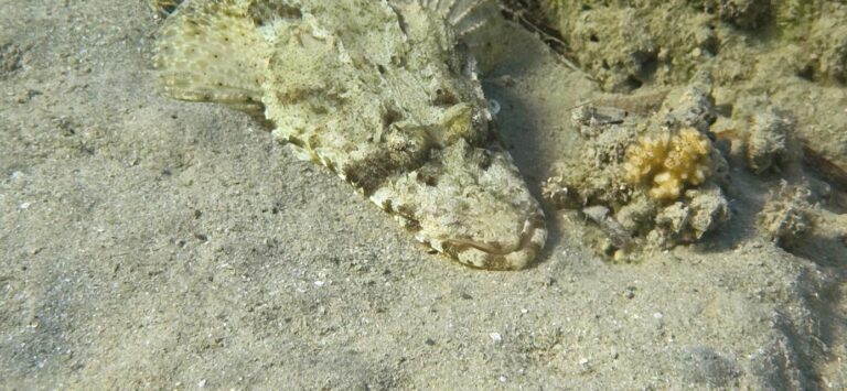 Krokodilfisch